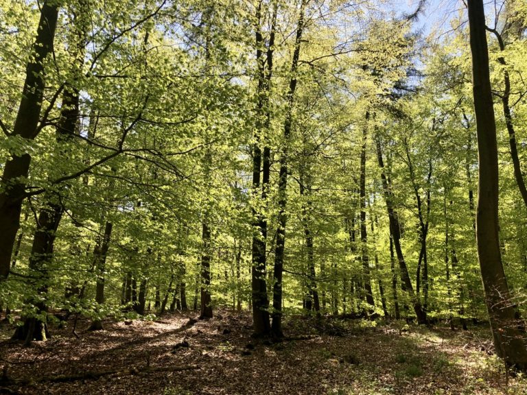 DF0070EB 20DD 4FAB 95D6 01DBD6B0EC02 1 105 C 768x576